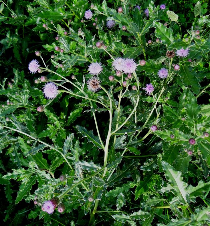 Cirsium arvense